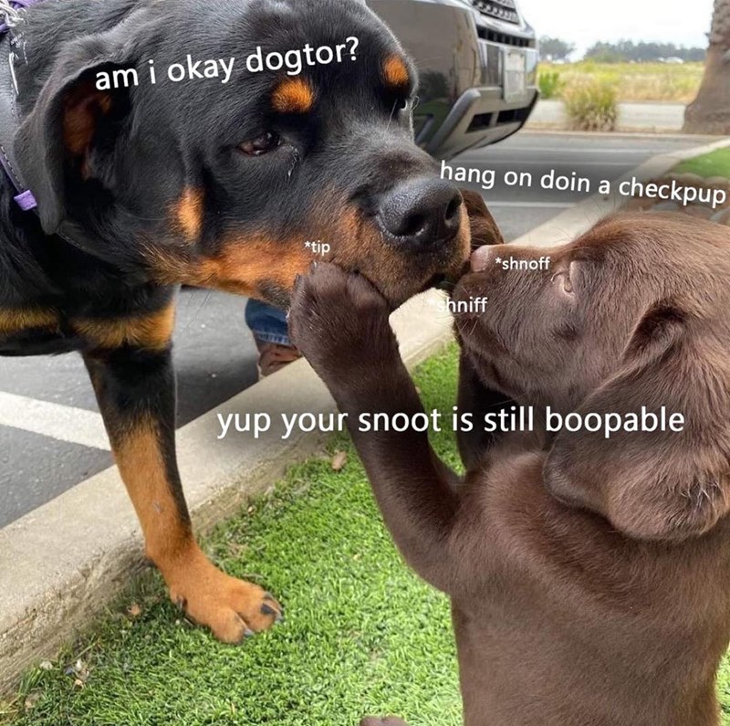 333339 am i okay dogtor? hang on doin a checkpup *tip hniff *shnoff yup your snoot is still boopable