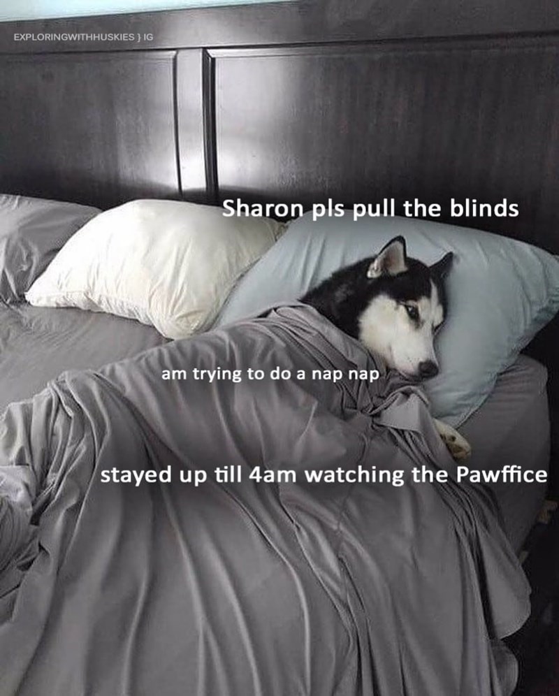 EXPLORINGWITHHUSKIES IG Sharon pls pull the blinds am trying to do a nap nap stayed up till 4am watching the Pawffice
