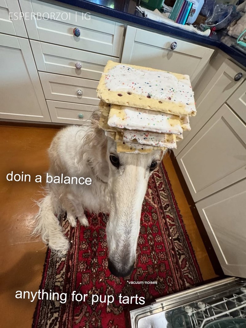 ESPERBORZOI IG doin a balance *vacuum noises anything for pup tarts