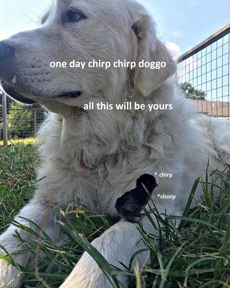 one day chirp chirp doggo all this will be yours chirp *chorp