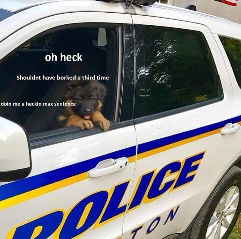 oh heck Shouldnt have borked a third time doin me a heckin max sentence INSTA DOGS POLICE TON