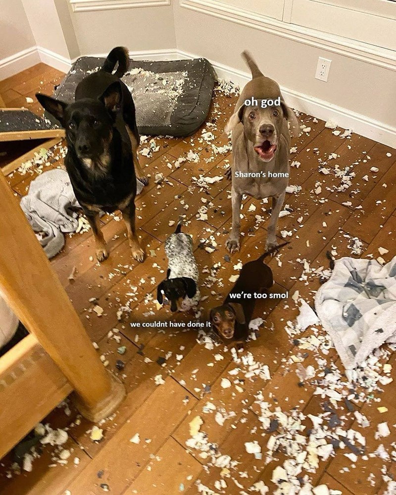 we couldnt have done it oh god Sharon's home we're too smol