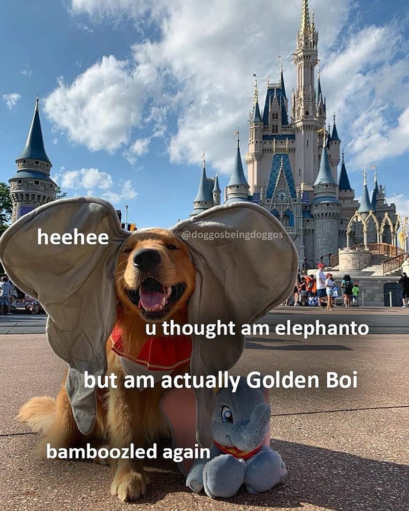 heehee @doggosbeingdoggos u thought am elephanto but am actually Golden Boi bamboozled again