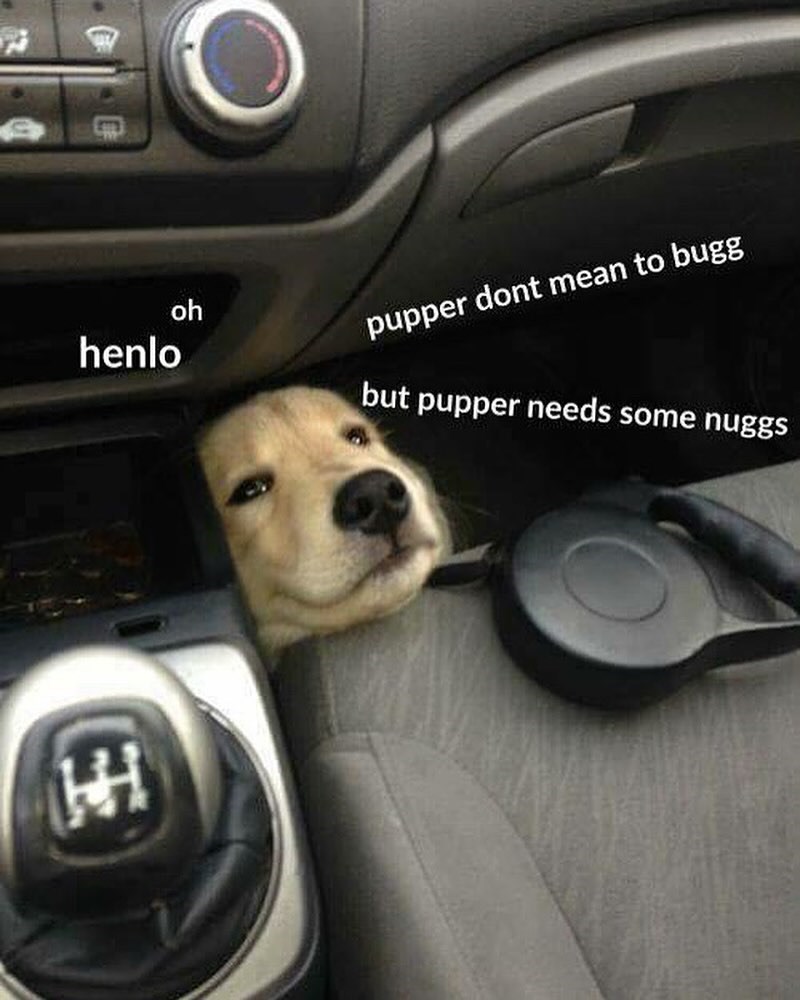 王 henlo oh pupper dont mean to bugg but pupper needs some nuggs