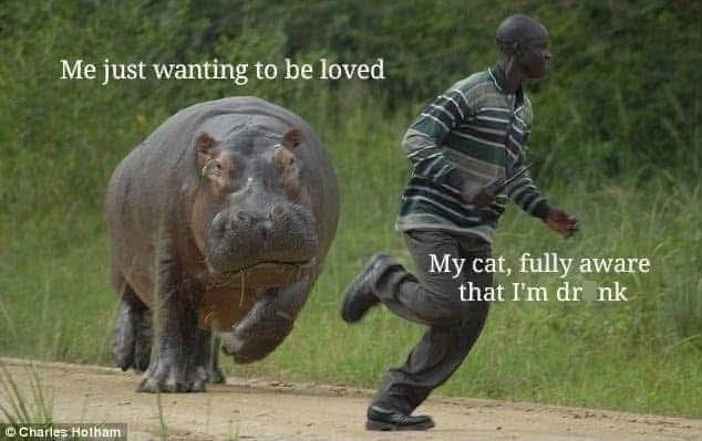Me just wanting to be loved Charles Hotham My cat, fully aware that I'm dr nk