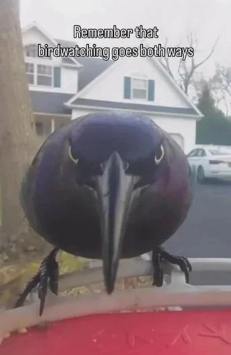 Remember that birdwatching goes both ways A 1