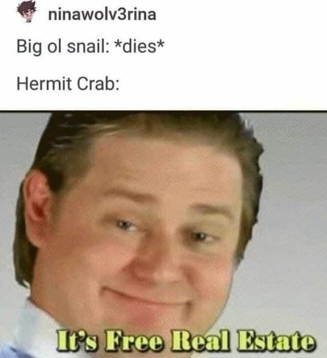 ninawolv3rina Big ol snail: *dies* Hermit Crab: It's Free Real Estate