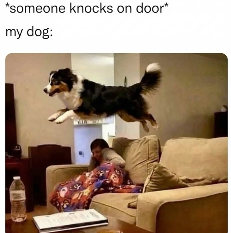 *someone knocks on door* my dog:
