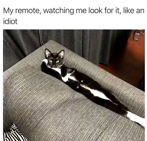 My remote, watching me look for it, like an idiot