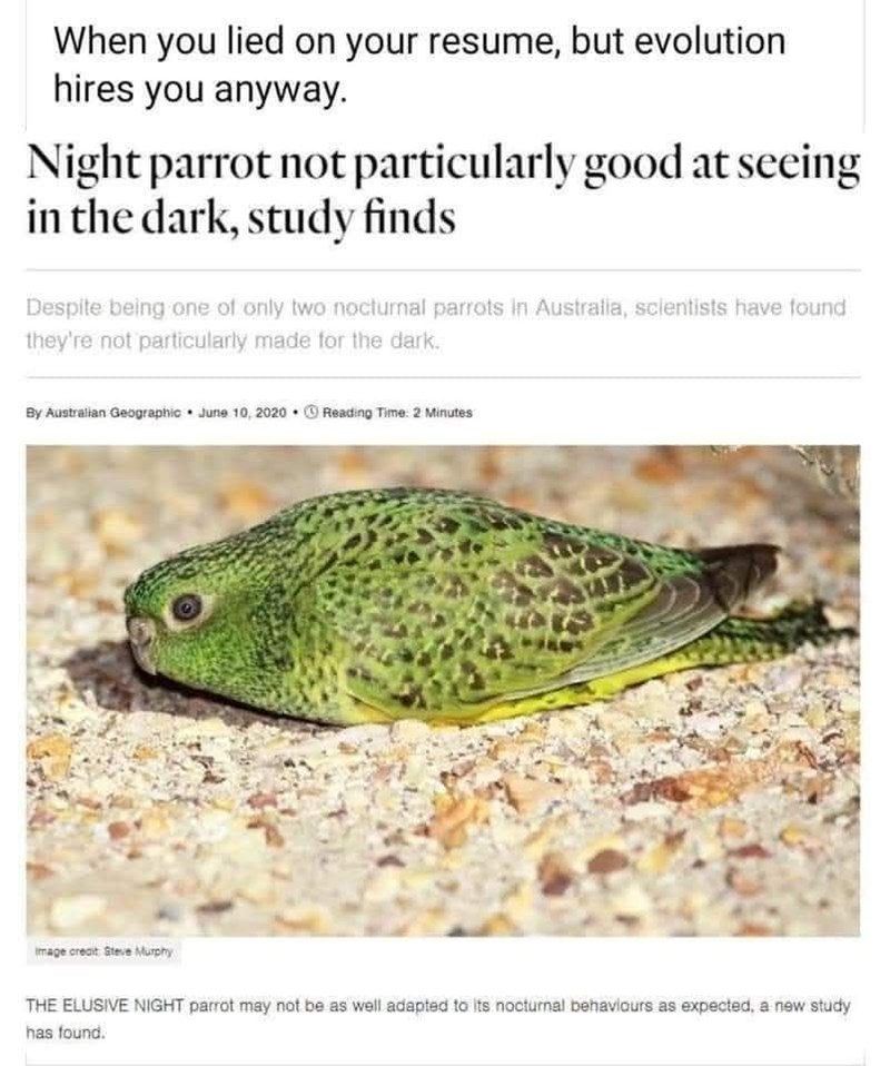 When you lied on your resume, but evolution hires you anyway. Night parrot not particularly good at seeing in the dark, study finds Despite being one of only two nocturnal parrots in Australia, scientists have found they're not particularly made for the dark. By Australian Geographic June 10, 2020 Reading Time: 2 Minutes Image creat Steve Murphy THE ELUSIVE NIGHT parrot may not be as well adapted to its nocturnal behaviours as expected, a new study has found.