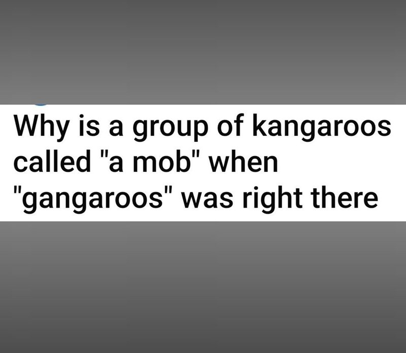 Why is a group of kangaroos called "a mob" when "gangaroos" was right there