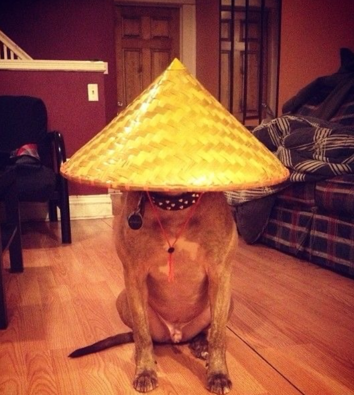Cheezburger Image 10654152448