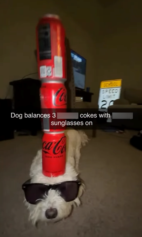 Dog balances 3 SCHOO SPEED 2 cokes with sunglasses on ca-Co TERO SUGAR