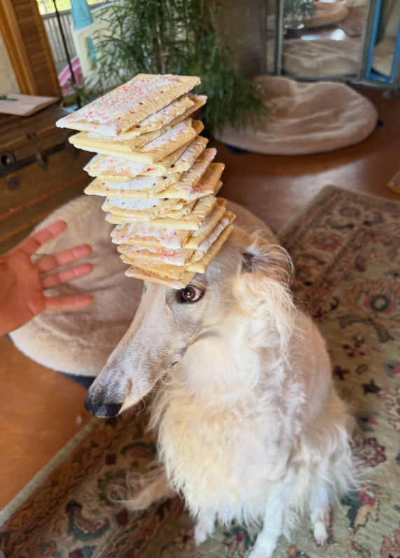 Cheezburger Image 10654154752