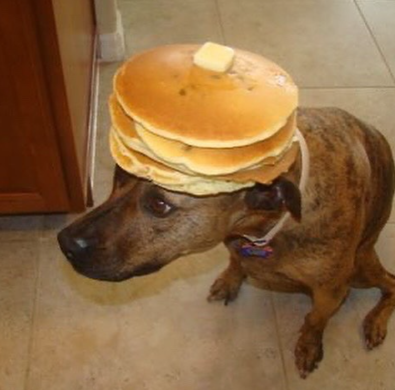 Cheezburger Image 10654155264