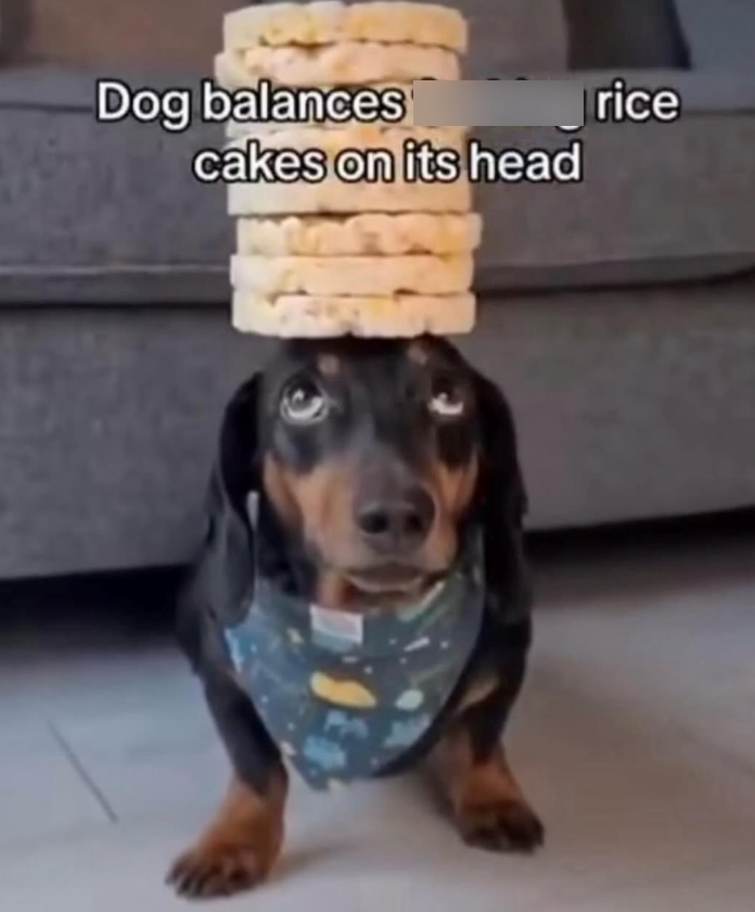 Dog balances rice cakes on its head