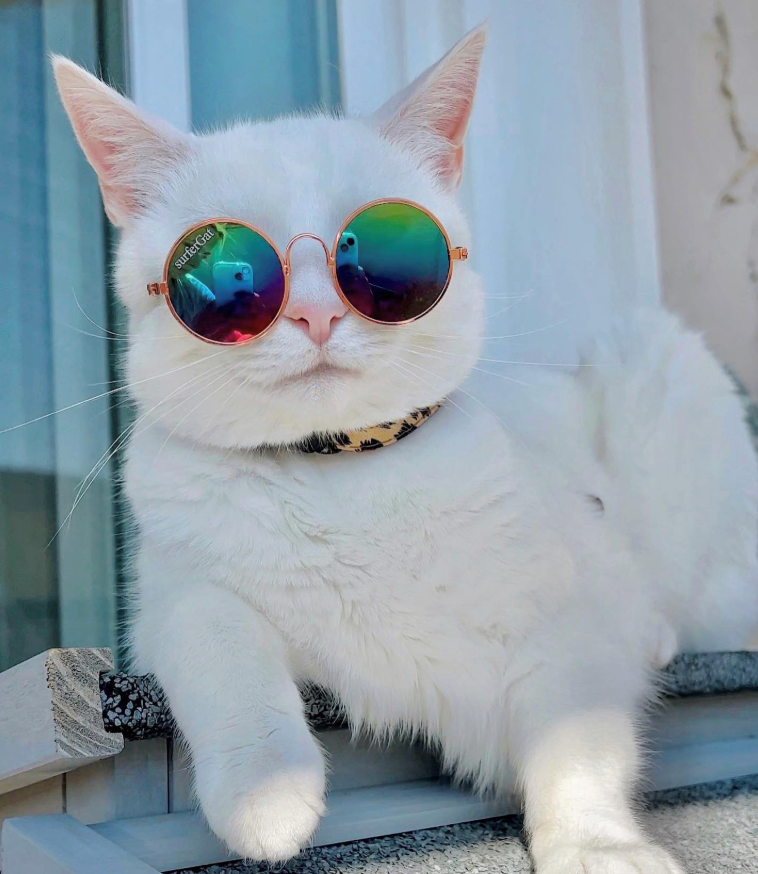 surferGat To
