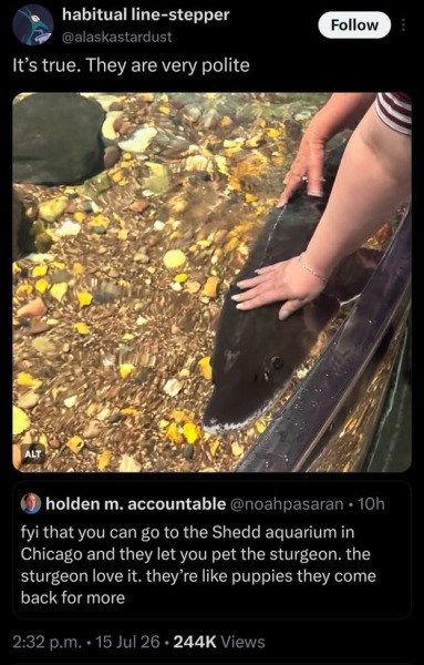 habitual line-stepper @alaskastardust It's true. They are very polite ALT Follow holden m.accountable @noahpasaran ⚫ 10h fyi that you can go to the Shedd aquarium in Chicago and they let you pet the sturgeon. the sturgeon love it. they're like puppies they come back for more 2:32 p.m. 15 Jul 26.244K Views