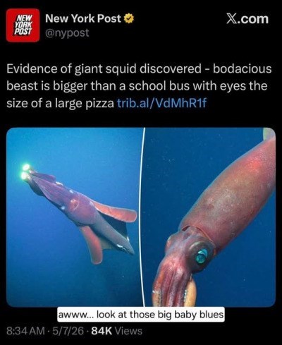 NEW New York Post YORK POST @nypost X.com Evidence of giant squid discovered - bodacious beast is bigger than a school bus with eyes the size of a large pizza trib.al/VdMhR1f awww... look at those big baby blues 8:34 AM 5/7/26-84K Views