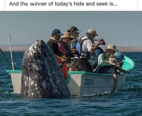 And the winner of today's hide and seek is...