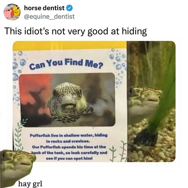 horse dentist @equine_dentist This idiot's not very good at hiding Can You Find Me? Pufferfish live in shallow water, hiding in rocks and crevices. Our Pufferfish spends his time at the back of the tank, so look carefully and see if you can spot him! hay grl