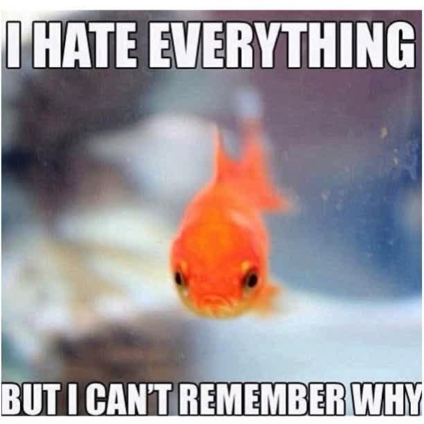 I HATE EVERYTHING BUT I CAN'T REMEMBER WHY