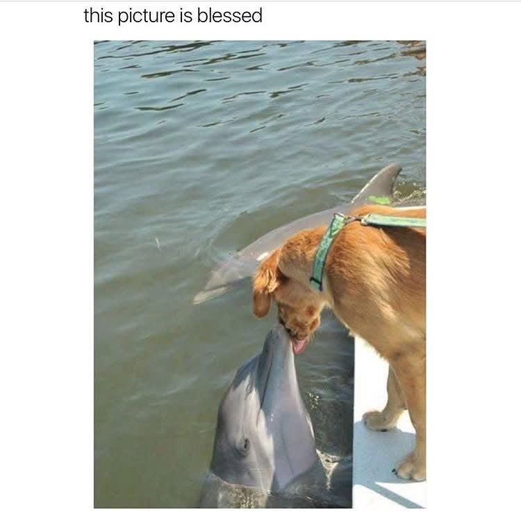 this picture is blessed
