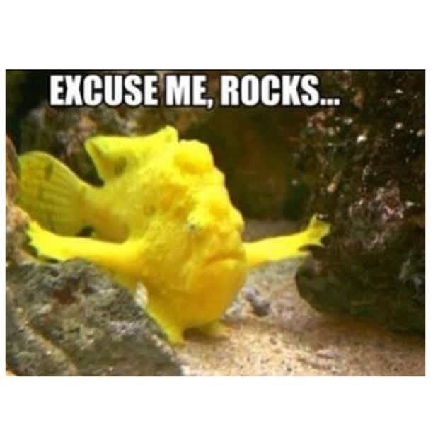 EXCUSE ME, ROCKS...