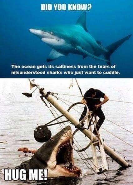 DID YOU KNOW? The ocean gets its saltiness from the tears of misunderstood sharks who just want to cuddle. HUG ME!