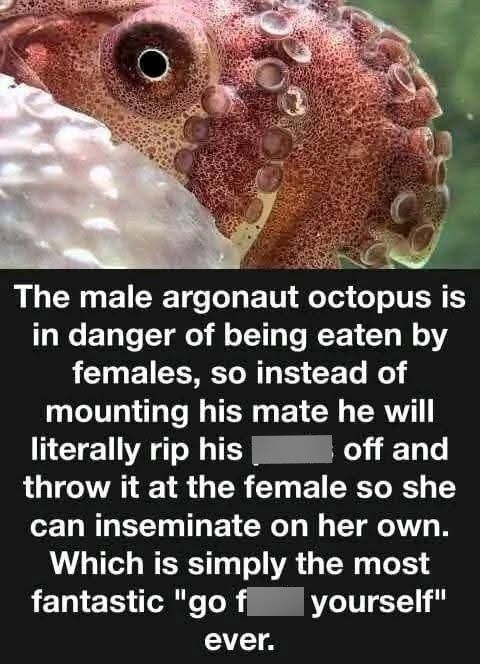 The male argonaut octopus is in danger of being eaten by females, so instead of mounting his mate he will literally rip his off and throw it at the female so she can inseminate on her own. Which is simply the most fantastic "go f ever. yourself"