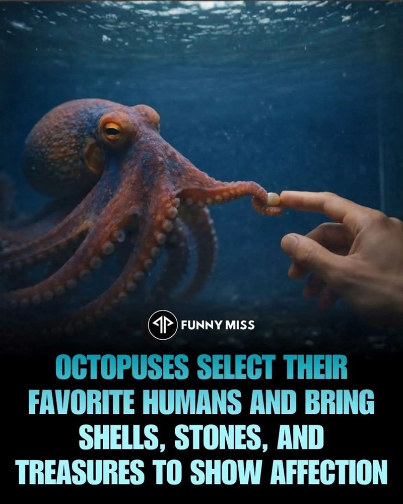 AP FUNNY MISS OCTOPUSES SELECT THEIR FAVORITE HUMANS AND BRING SHELLS, STONES, AND TREASURES TO SHOW AFFECTION