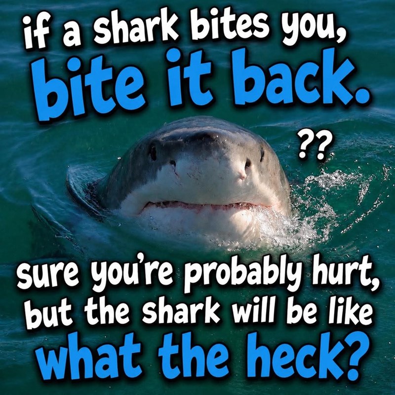 if a shark bites you, bite it back. ?? sure you're probably hurt, but the shark will be like what the heck?