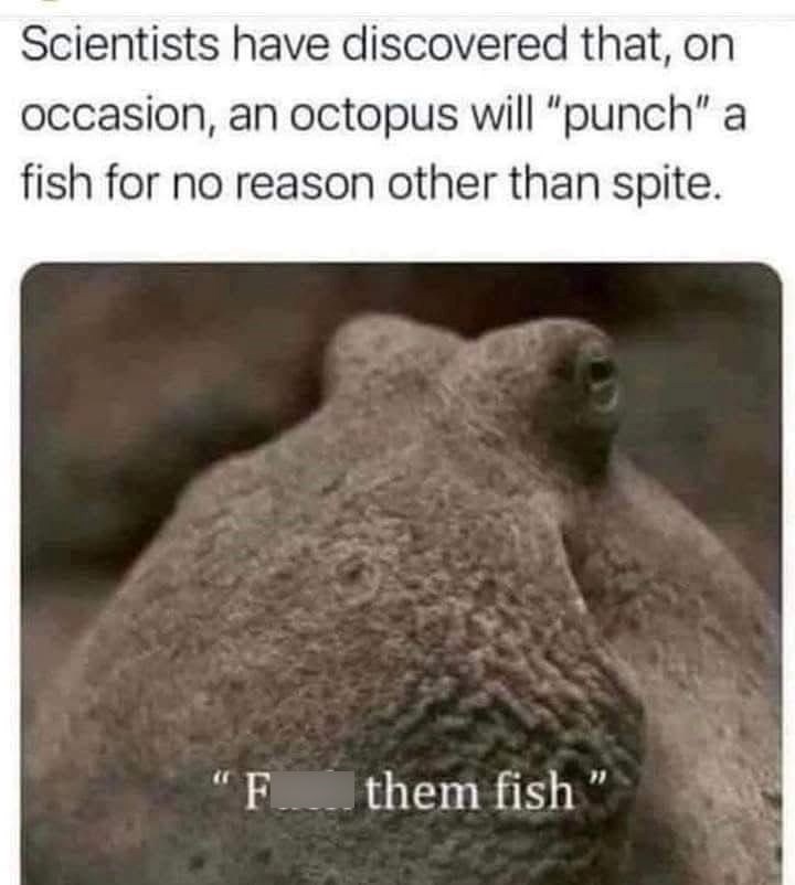 Scientists have discovered that, on occasion, an octopus will "punch" a fish for no reason other than spite. "F them fish
