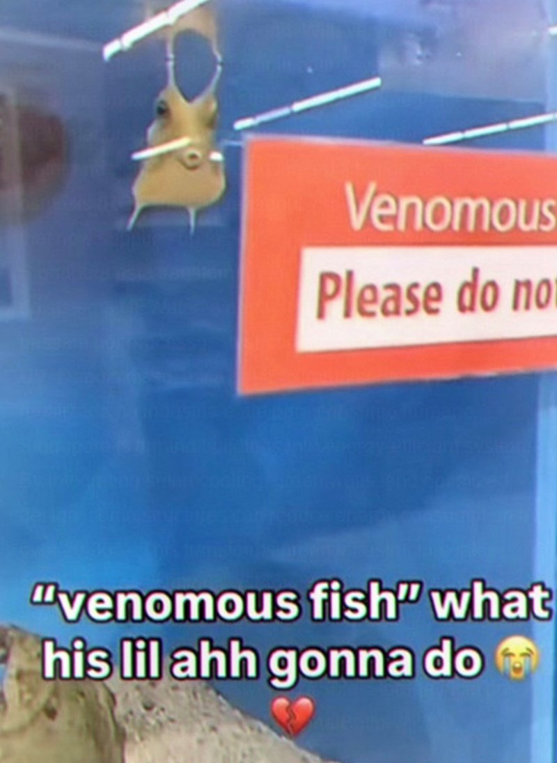 Venomous Please do not "venomous fish" what his lil ahh gonna do