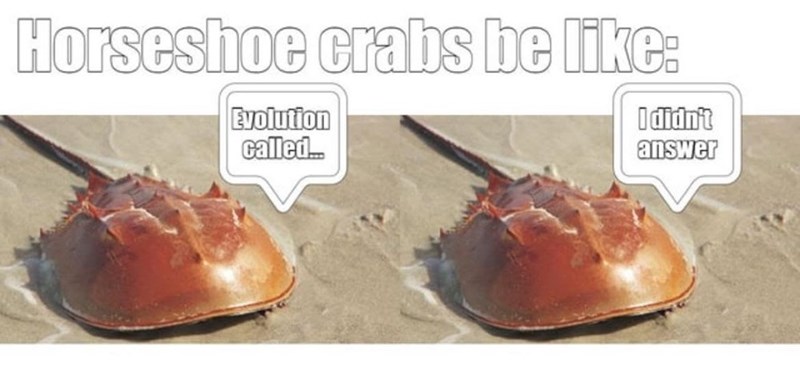 Horseshoe crabs be like: Evolution called... I didn't answer
