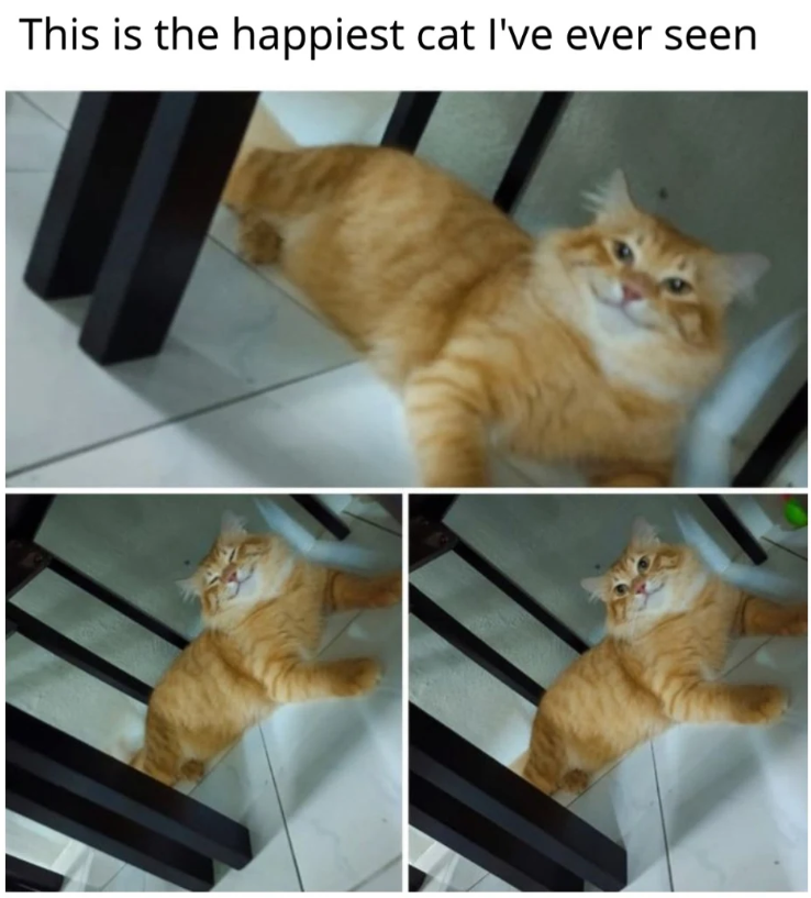 This is the happiest cat I've ever seen