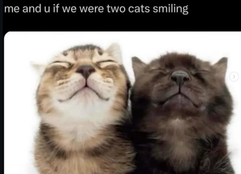 me and u if we were two cats smiling >