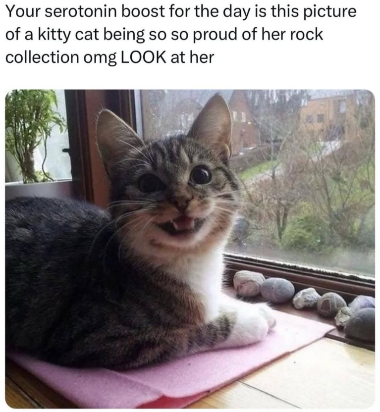 Your serotonin boost for the day is this picture of a kitty cat being so so proud of her rock collection omg LOOK at her