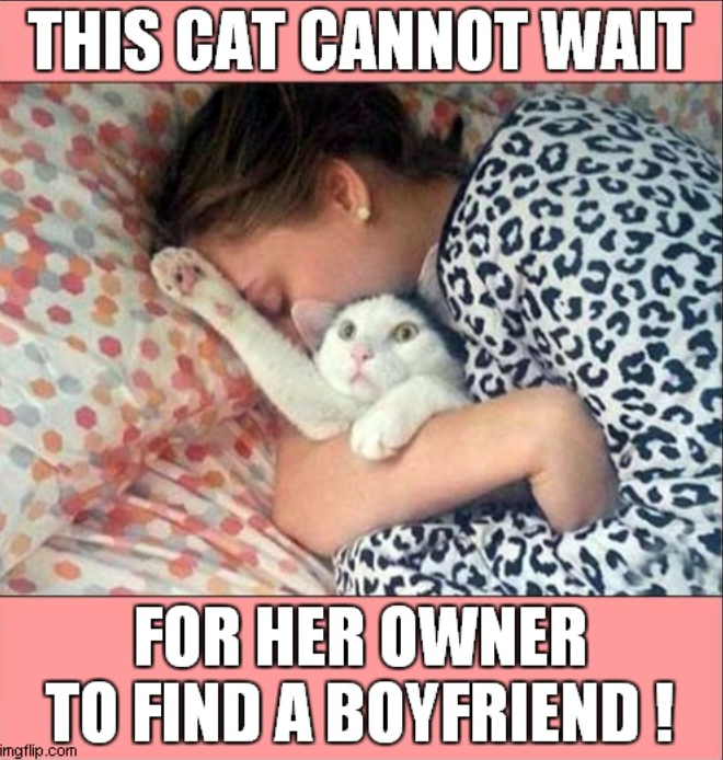 THIS CAT CANNOT WAIT FOR HER OWNER TO FIND A BOYFRIEND! mgflip.com