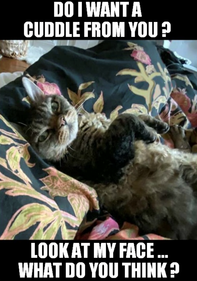 DO I WANT A CUDDLE FROM YOU? LOOK AT MY FACE ... WHAT DO YOU THINK?