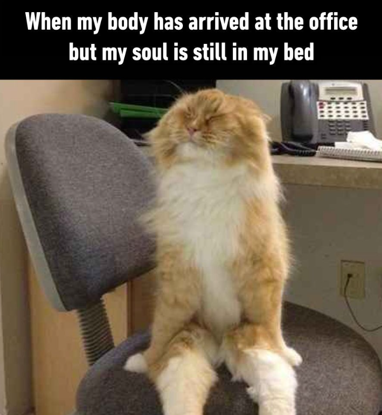 When my body has arrived at the office but my soul is still in my bed