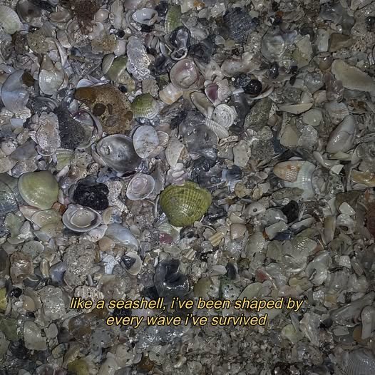 like a seashell, i've been shaped by every wave i've survived