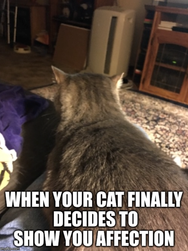 WHEN YOUR CAT FINALLY DECIDES TO SHOW YOU AFFECTION imgflip.com