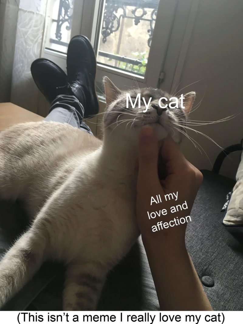 My cat All my love and affection (This isn't a meme I really love my cat)