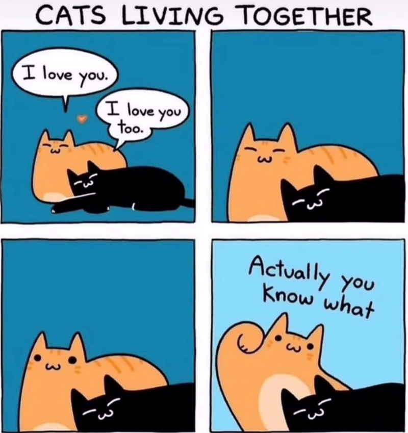 CATS LIVING TOGETHER I love you. I love you too. Actually you Know what ི་ཐོཤ