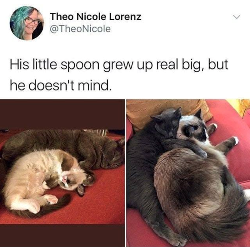 Theo Nicole Lorenz @TheoNicole His little spoon grew up real big, but he doesn't mind.