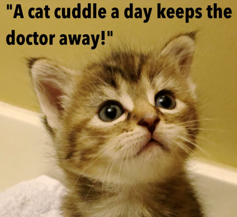 "A cat cuddle a day keeps the doctor away!"