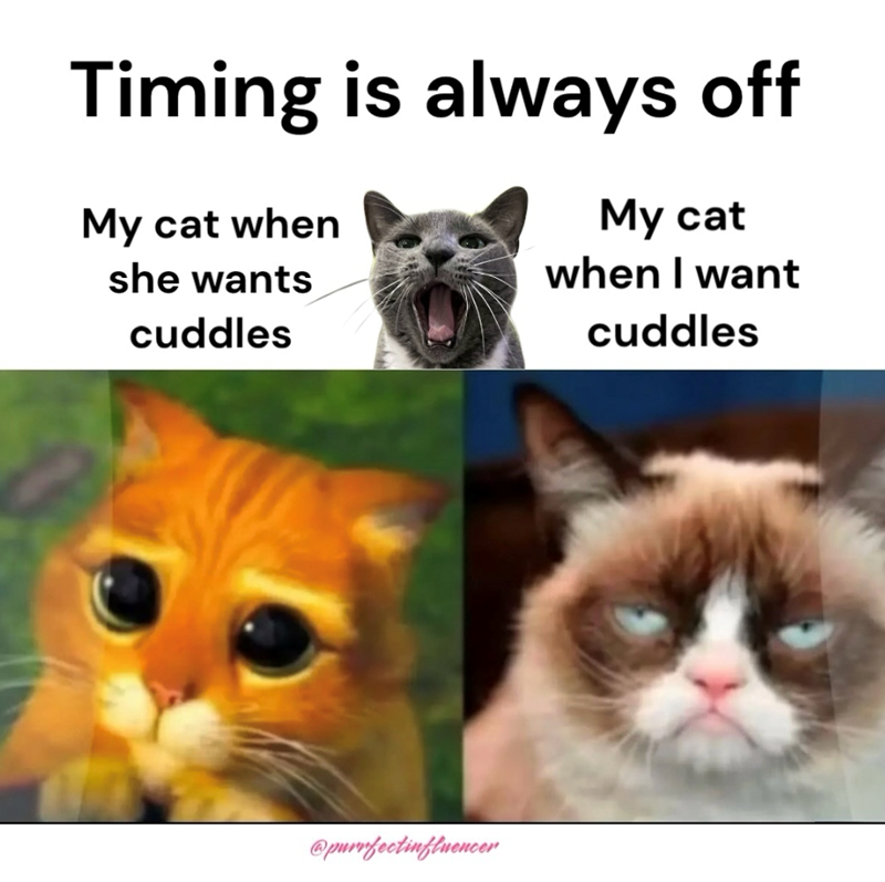 Timing is always off My cat when she wants My cat when I want cuddles @purrfectinfluencer cuddles