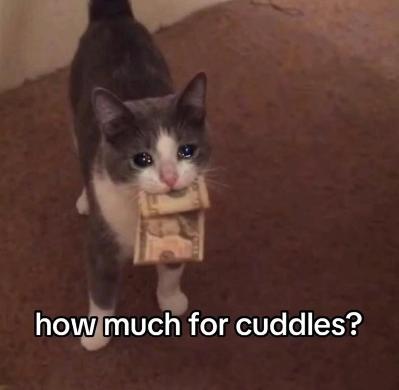 how much for cuddles?