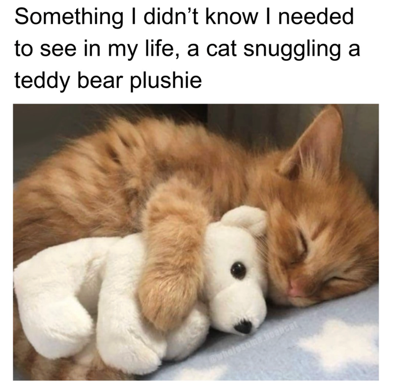 Something I didn't know I needed to see in my life, a cat snuggling teddy bear plushie @wholesome.heancat